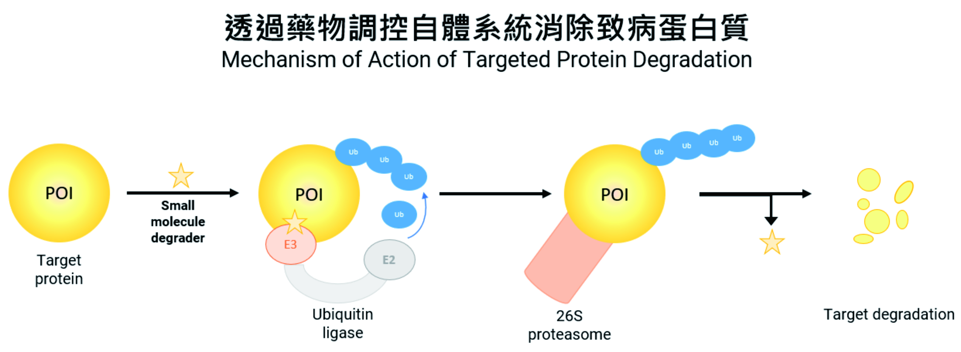 photo for Mechanism of PROTACs
